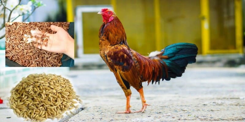 Cách chăm sóc gà đá - Chế độ dinh dưỡng trong