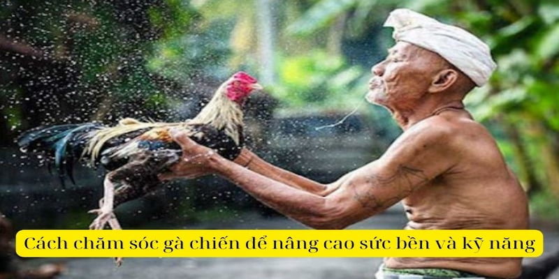 Cách chăm sóc gà đá bằng phương pháp om bóp