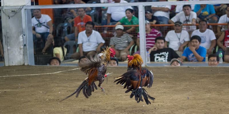 Tổng quan đá gà cựa dao